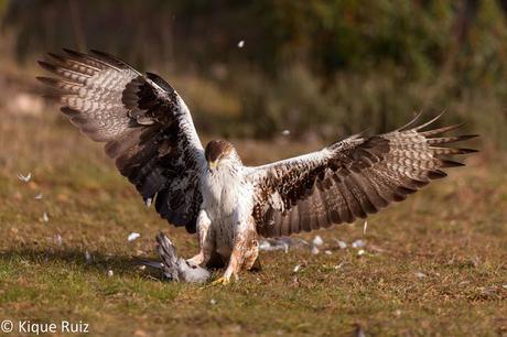 Proyecto Sierra de Baza