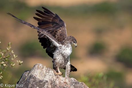 Proyecto Sierra de Baza