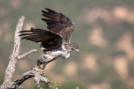 Proyecto Sierra de Baza