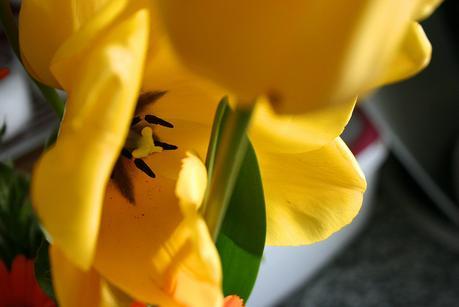 tulipanes_2_20130415 - Version 2