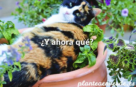 gatos en el huerto y el jardín