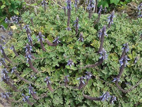 Plectranthus neochilus (Lamiaceae), Foto: Alexis Bermúdez