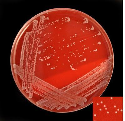 farmaceuticainmavinue