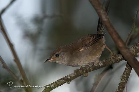 Pijuí plomizo (Chicli Spinetail) Synallaxis spixi