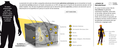 lo que debes saber sobre el sudor#salud#curiosidades#infografía lo que debes saber sobre el sudor#salud#curiosidades#infografía