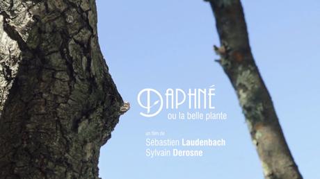 4_Daphnè ou la belle plante