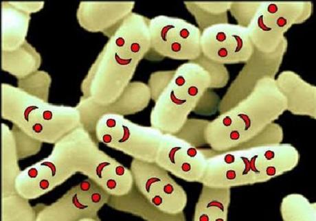 bacterias2 Una guía sobre las bacterias saludables para el organismo