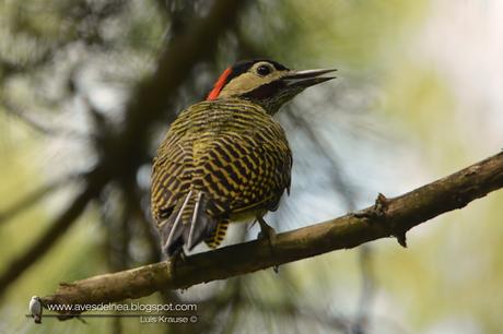 Carpintero real (Green-barred Woodpecker) Colaptes melanochloros