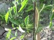 Como entutorar Tomateras