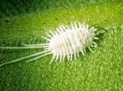 Remedios contra cochinilla