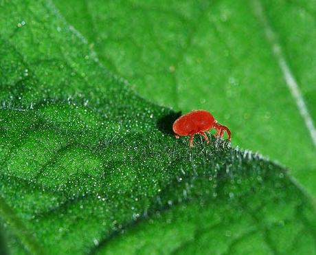 Como eliminar la Araña roja