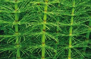 Cola de caballo | Huerto Ecologico