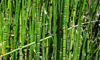 Cola de caballo | Huerto Ecologico