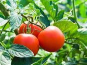 Como plantar tomates sabrosos