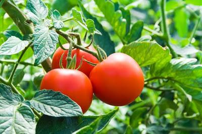 Como plantar tomates mas sabrosos