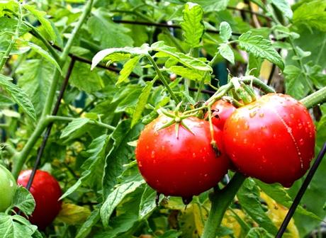 Como plantar tomates | Muy facil