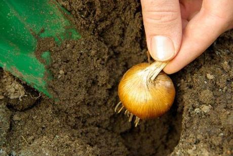 Cómo plantar bulbos