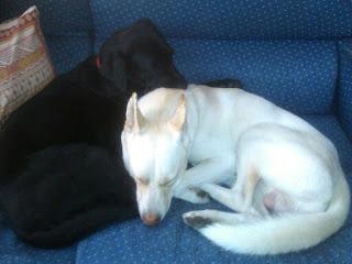 TRND DAN A CONOCER LAS NUEVAS BOLSITAS CESAR