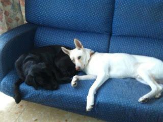 TRND DAN A CONOCER LAS NUEVAS BOLSITAS CESAR