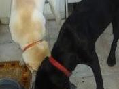 Trnd conocer nuevas bolsitas cesar