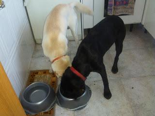 TRND DAN A CONOCER LAS NUEVAS BOLSITAS CESAR