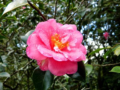 El jardín de La Saleta en Otoño, del 1-16 de noviembre de 2014. Saleta's Garden in Autumn, 1-16 november 2014.