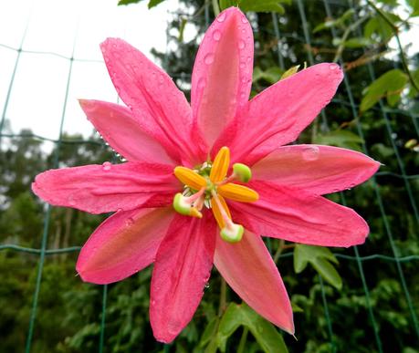 Seguimos con flores, vida y alegría en este pedacito de paraíso.