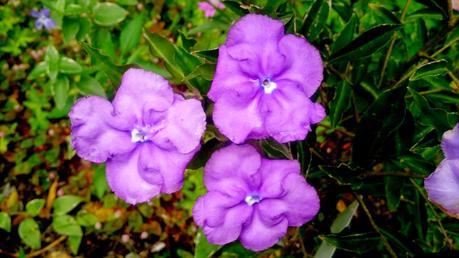 La primera semana de junio y sus sorpresas primaverales.