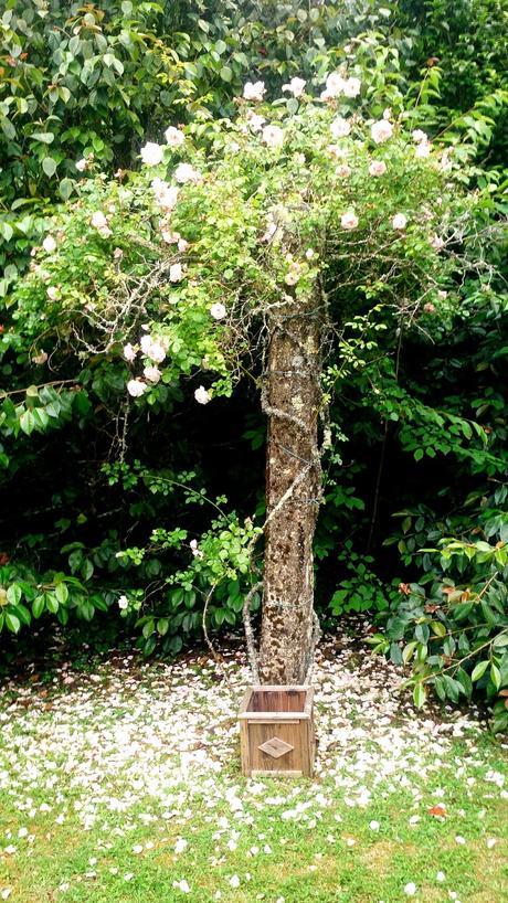 La primera semana de junio y sus sorpresas primaverales.