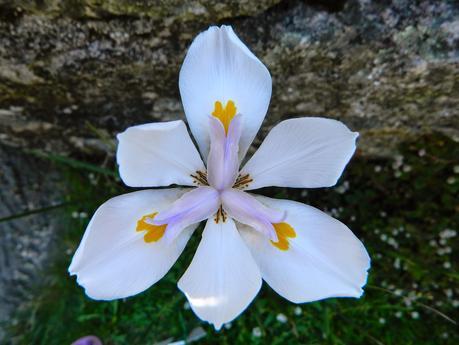 La primera semana de junio y sus sorpresas primaverales.