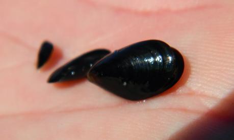 La primera semana de junio y sus sorpresas primaverales.