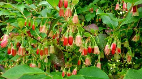 La primera semana de junio y sus sorpresas primaverales.