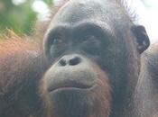 Borneo estado puro: orangutanes, cuevas, naturaleza mono narigudo