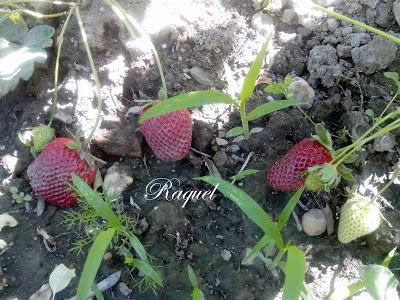Ensalada Verde con Fresas