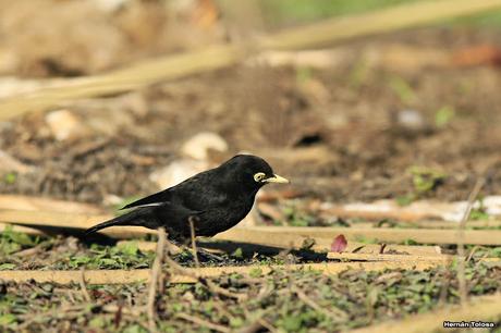 Pico de plata en la osamenta