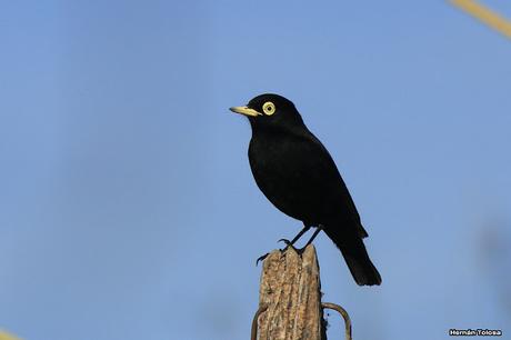 Pico de plata en la osamenta