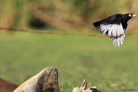 Pico de plata en la osamenta