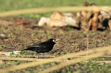 Pico de plata en la osamenta