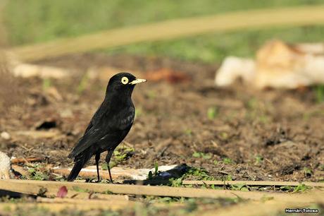Pico de plata en la osamenta