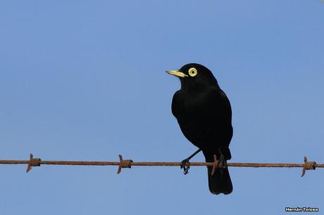 Pico de plata en la osamenta