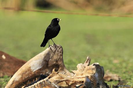 Pico de plata en la osamenta