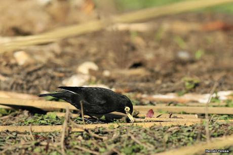 Pico de plata en la osamenta