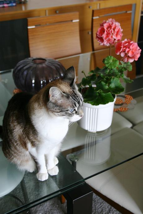 flores_7_20130428 - Version 2