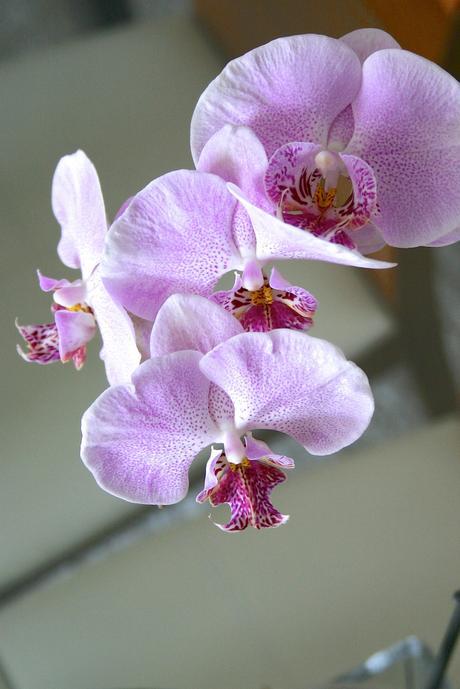 flores_18_20130428 - Version 2