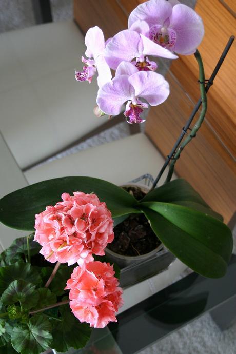 flores_30_20130428 - Version 2