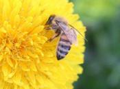 Aluminio: ¿Nuevo factor declive poblaciones abejas?