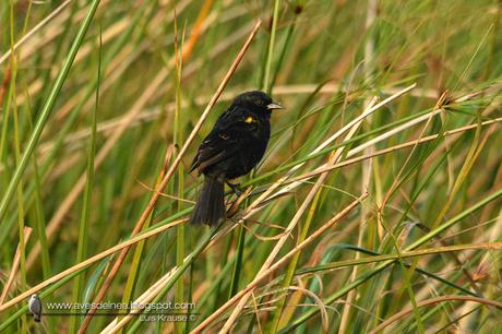 Varillero ala amarilla (Yellow-winged Blackbird) Agelasticus thilius