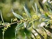 floración olivar, ¿tenemos preocuparnos calor?