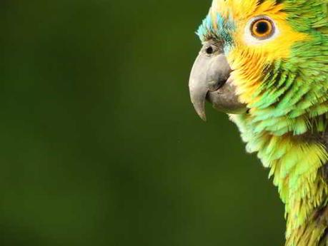 Soñar con loros