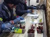 Cooperativas Jerte abren puertas turistas